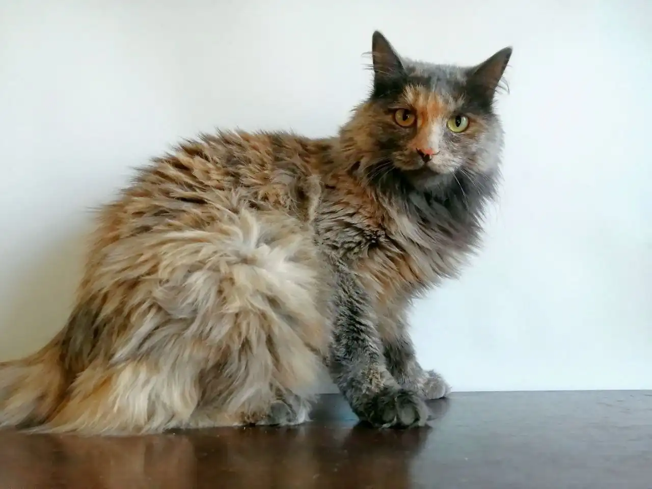 Кошка КИКИ для продажи - Кошки (Животные) в Чита