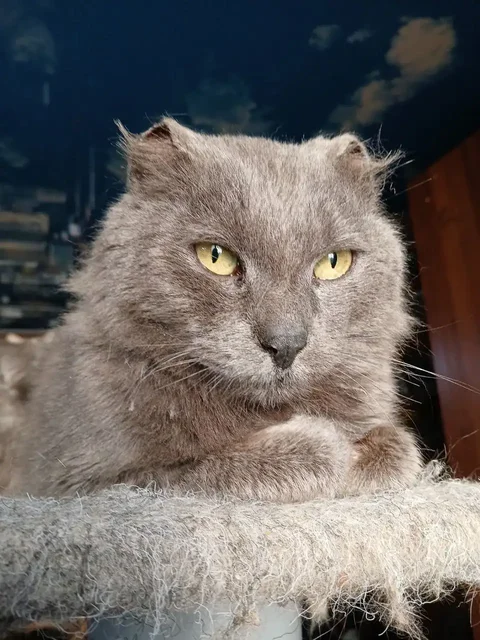 Кот для дома - Животные в Чита