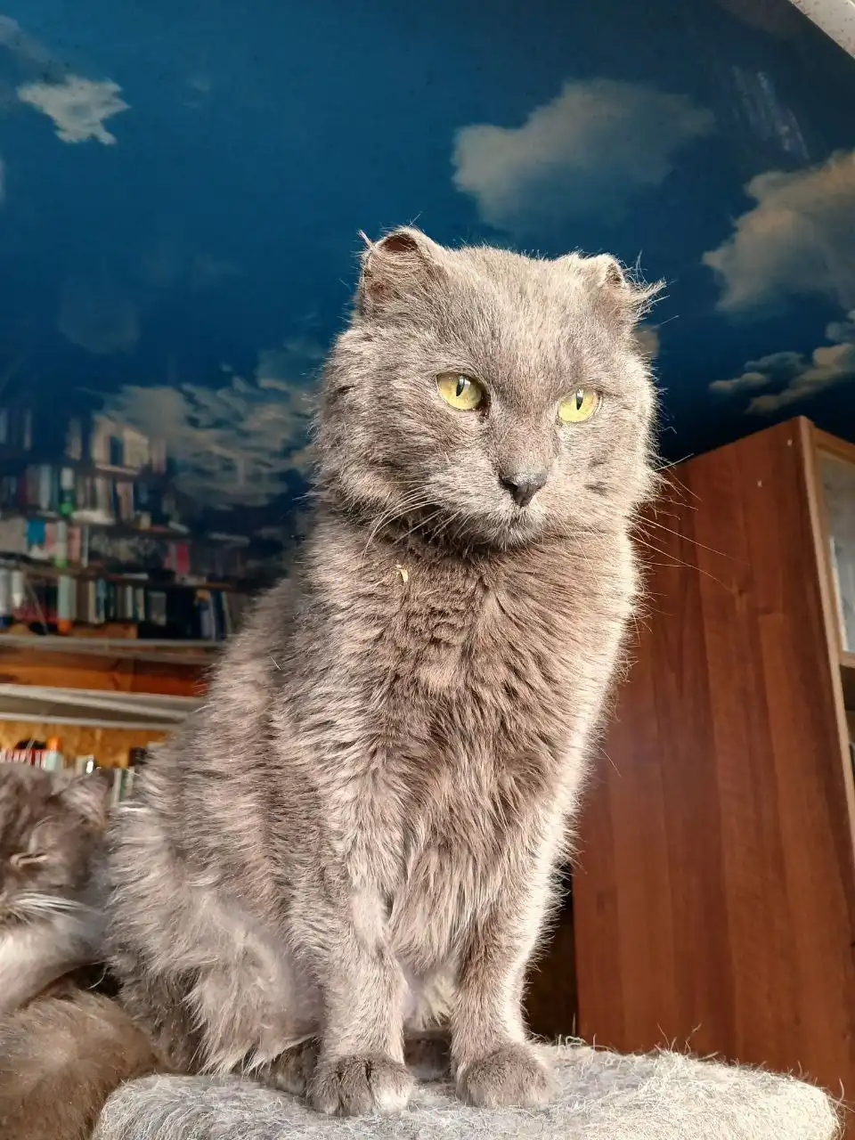 Кот для дома - Кошки (Животные) в Чита