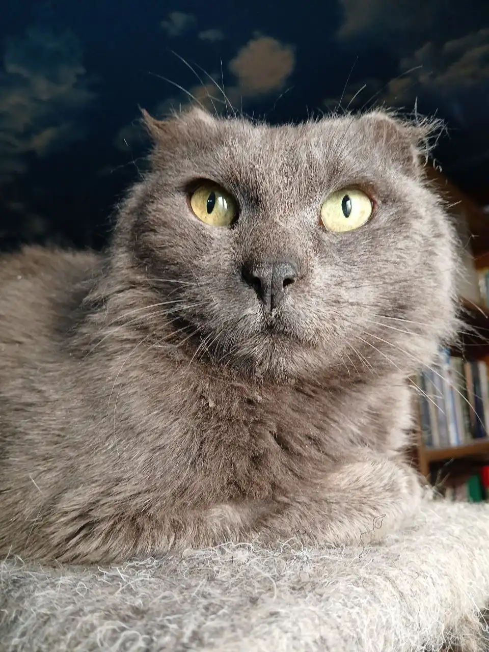 Кот для дома - Кошки (Животные) в Чита