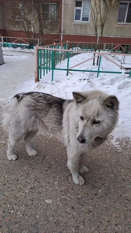 Отдам собаку девочку 1-2 года - Собаки в Чита