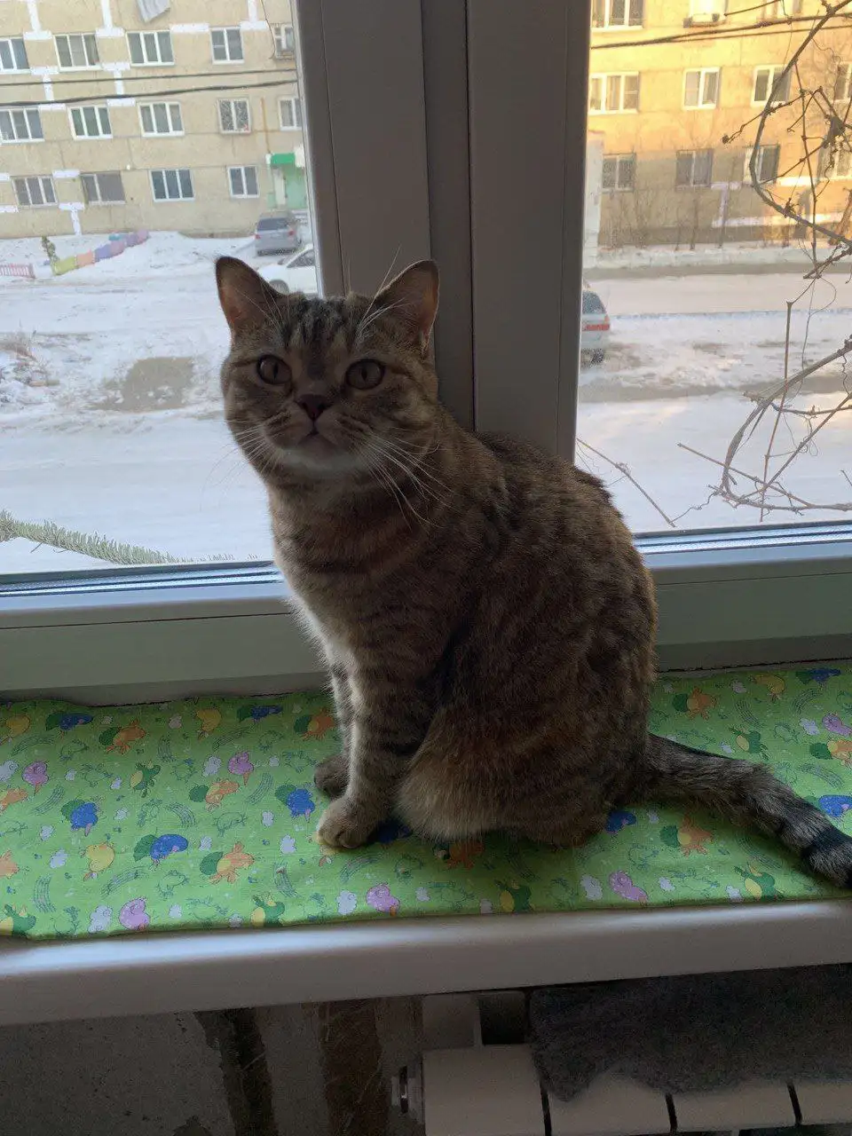 Кошка Клеопатра для ответственных хозяев - Кошки (Животные) в Чита