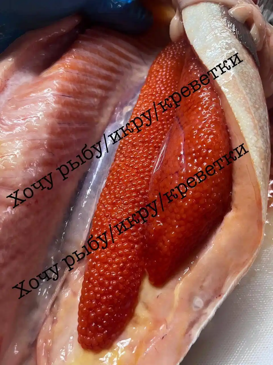 Продажа свежей рыбы и морепродуктов