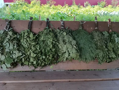 Веники для бани и травы в парилку - Хобби и отдых в Нижний Новгород