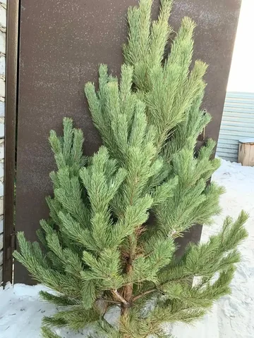 Новогодние сосны от 1 до 1.5 м - частное объявление в Нижний Новгород