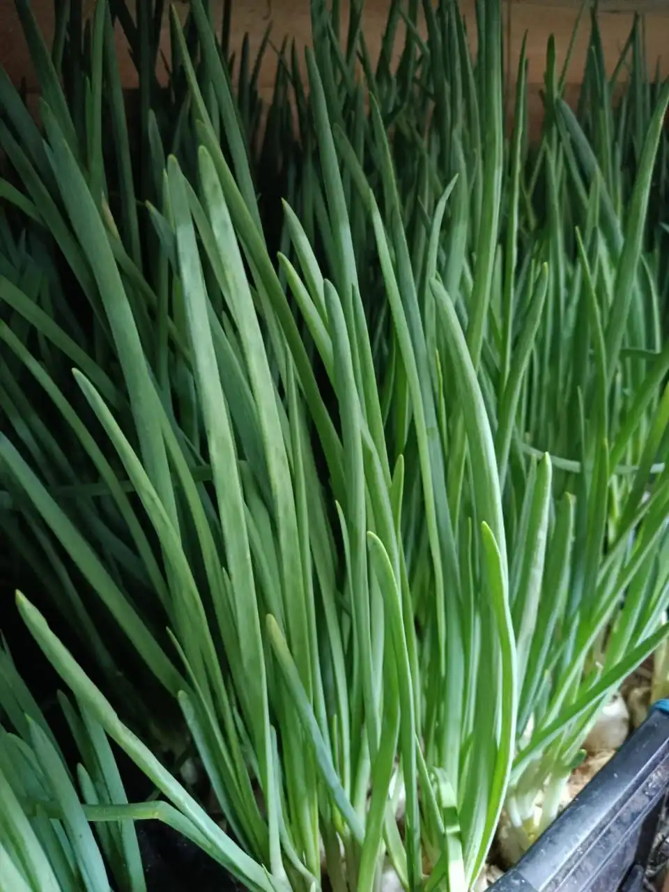 Зелёный лук для новогоднего стола