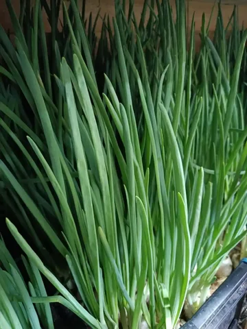 Зелёный лук для новогоднего стола - частное объявление в Нижний Новгород