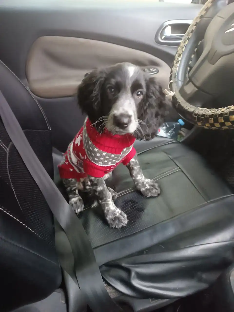 Русская спаниель по кличке Нори ищет нового хозяина