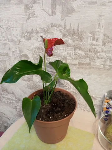 Продам Антуриум в Нижнем Новгороде - Хобби и отдых в Нижний Новгород
