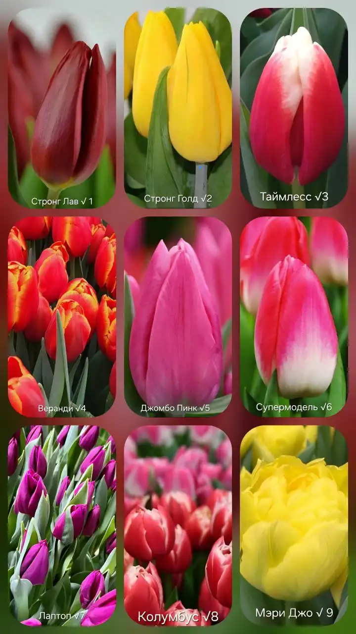 Заказ букетов тюльпанов к 8 марта - Доставка цветов (Услуги) в Нижний Новгород