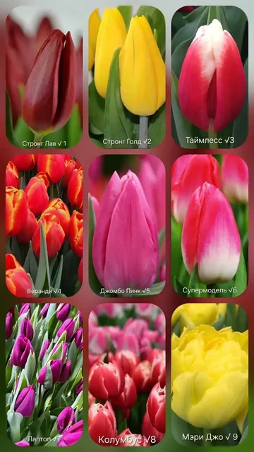 Заказ букетов тюльпанов к 8 марта - Электромонтаж в Нижний Новгород