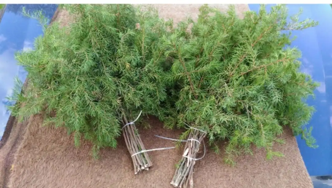 Продажа веников для бани и трав для парилки - Товары для бани (Хобби и отдых) в Нижний Новгород