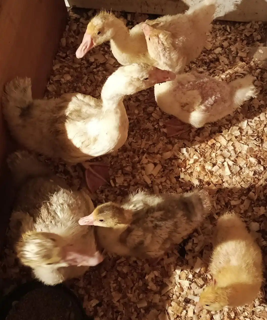 Продажа гусят разных возрастов - Животные в Тюмень