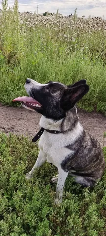 Ласка для ответственных людей - Животные в Тюмень