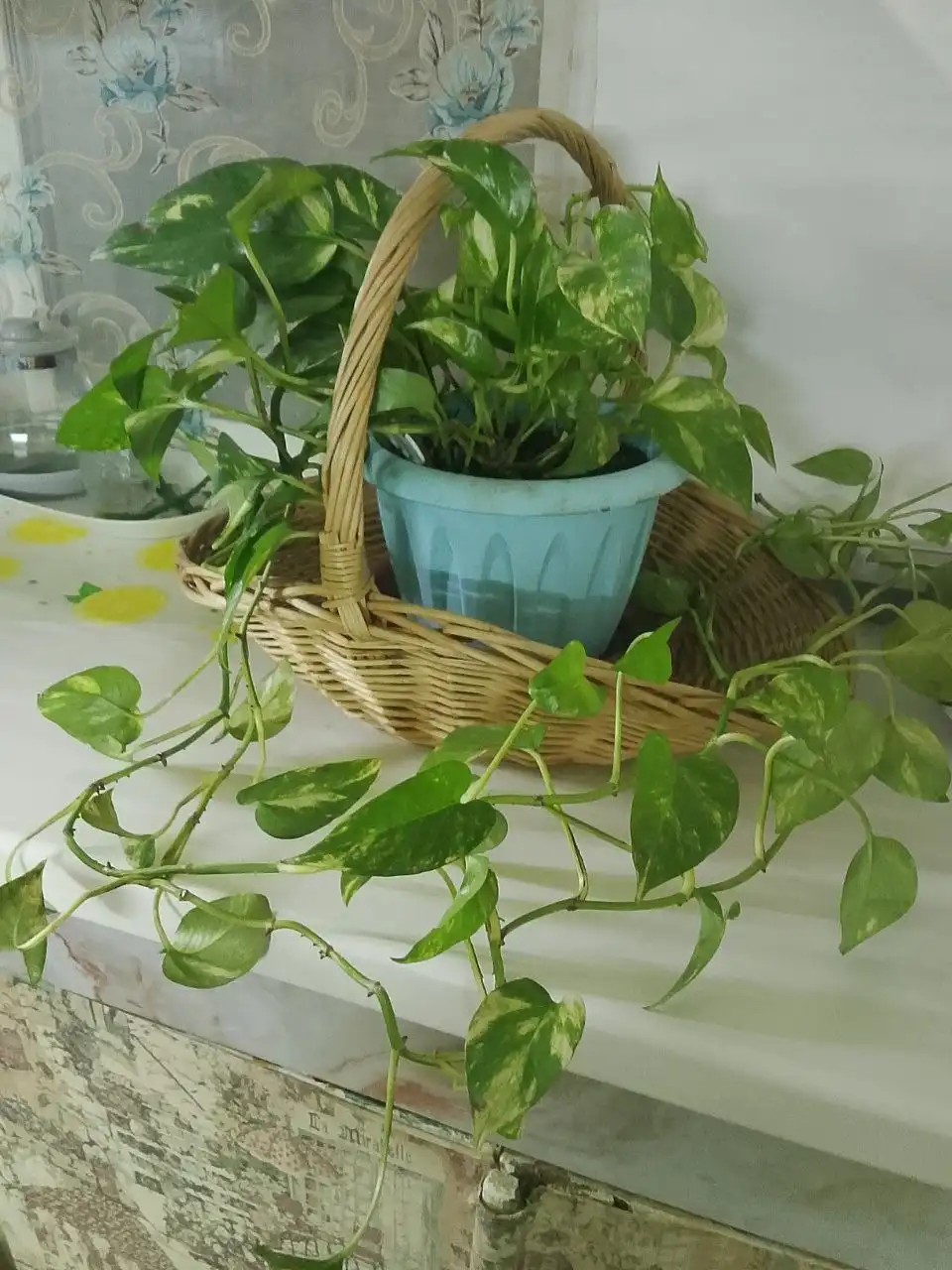 Продажа цветка и картин