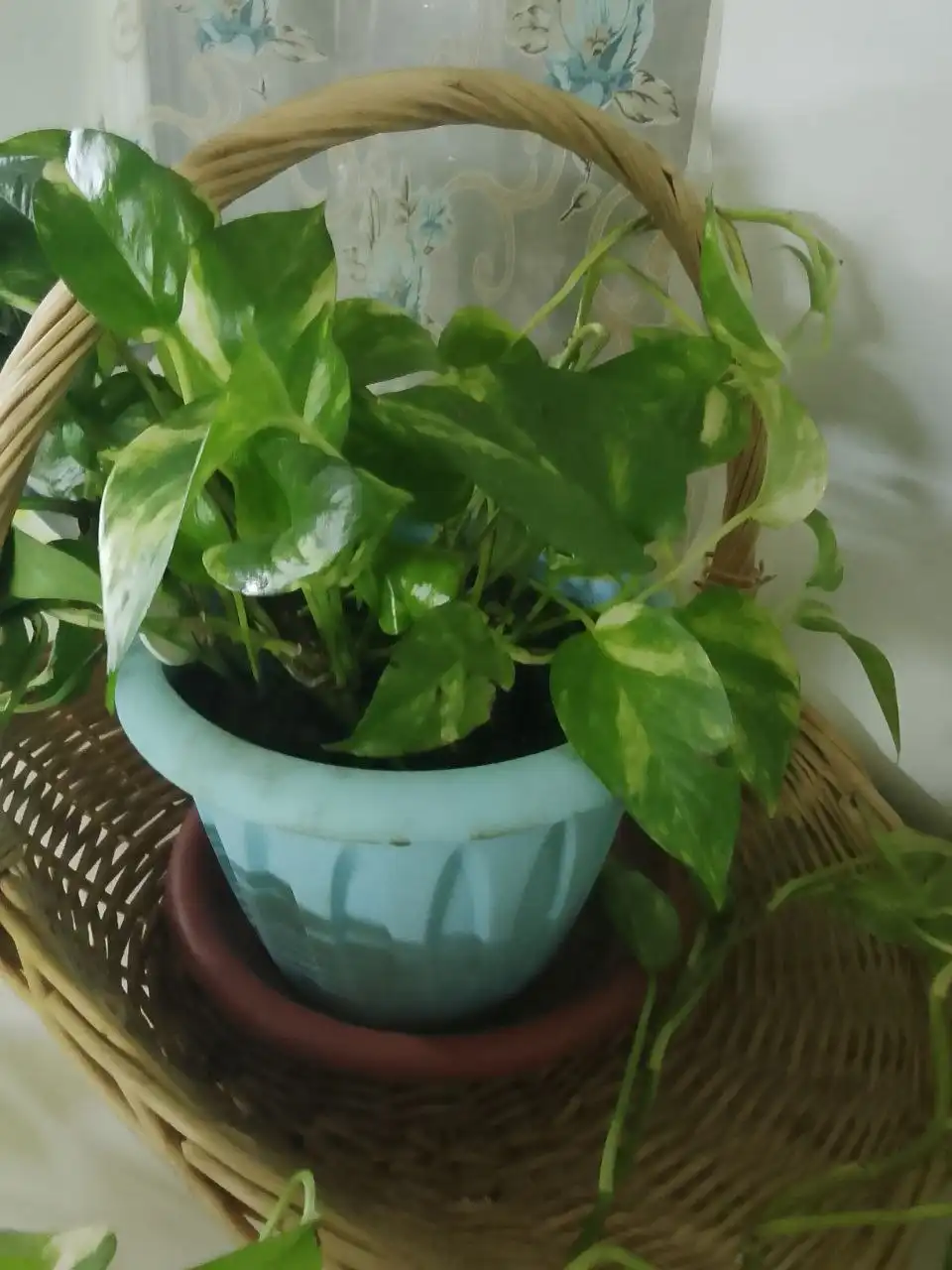 Продажа цветка и картин