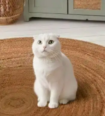 Найдена ласковая кошка Эльза