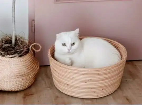 Найдена ласковая кошка Эльза