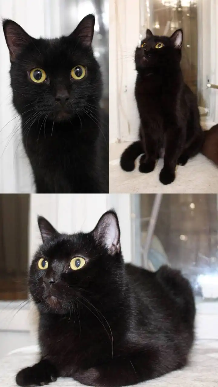 Ищу дом для котика