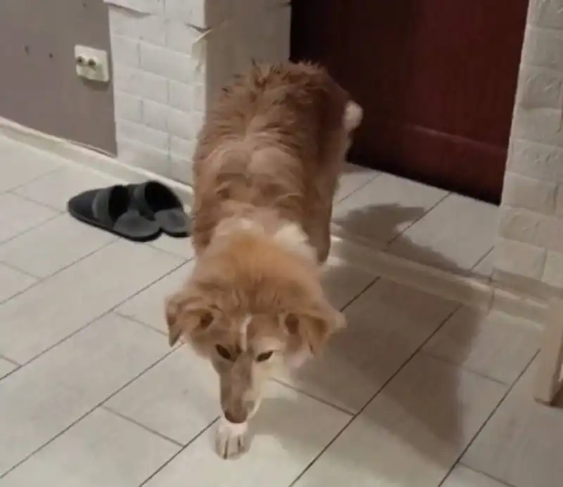 ЛУЧИК, 1 год, фенотип бордерколли, ищет хозяев