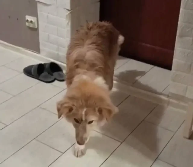 ЛУЧИК, 1 год, фенотип бордерколли, ищет хозяев - Животные в Тюмень