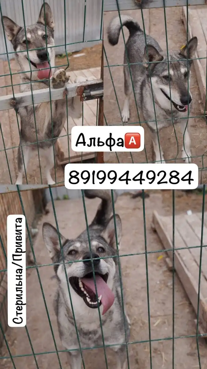 Альфа ищет дом