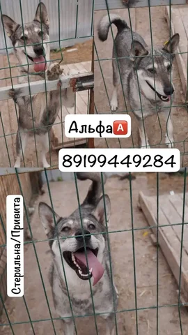 Альфа ищет дом - Животные в Тюмень