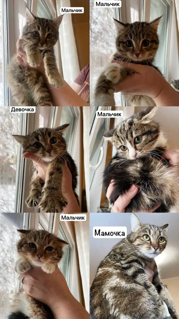 Котята 3 месяца с мамой кошкой