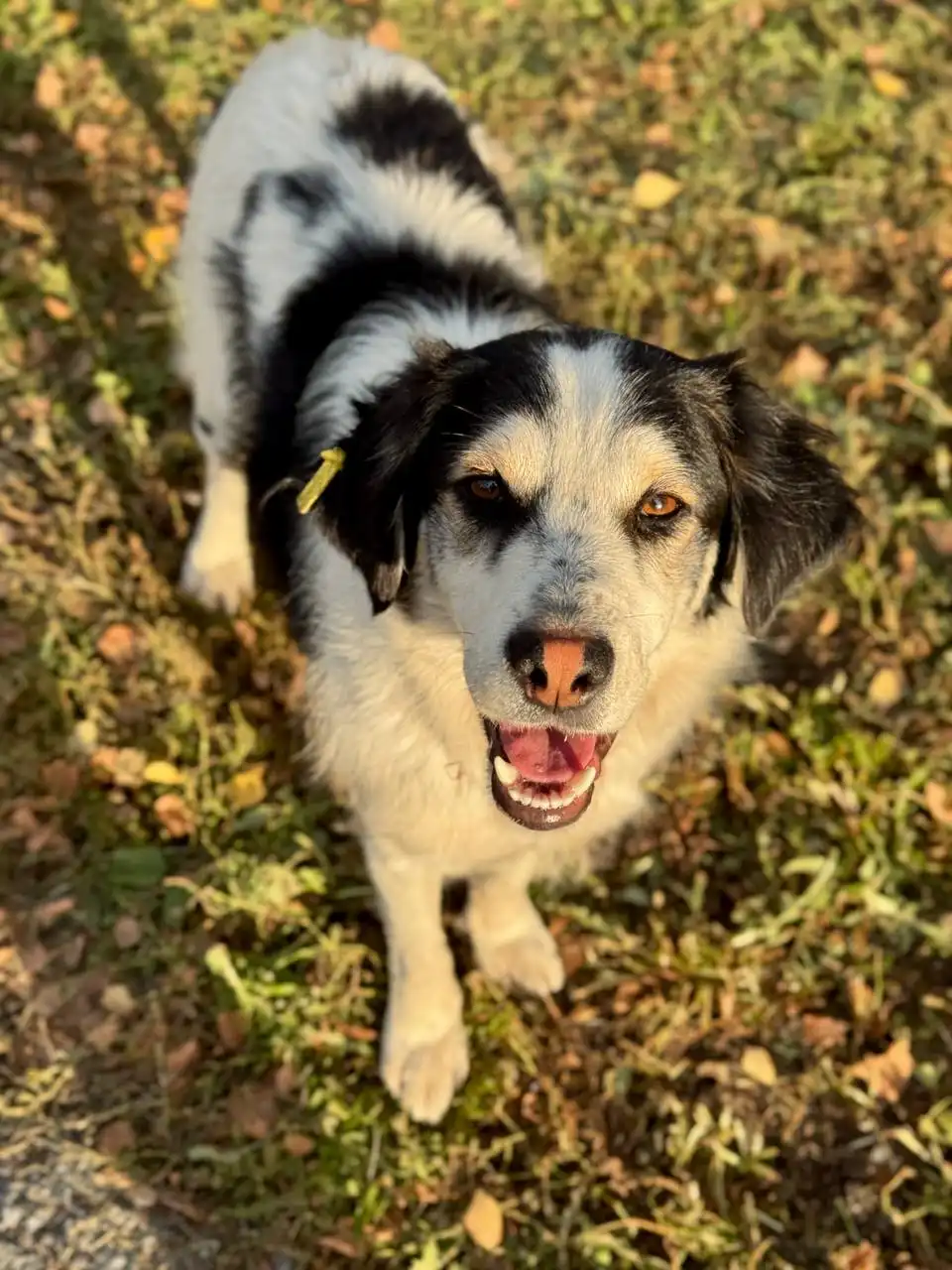 Молодой песик Арчи ищет дом