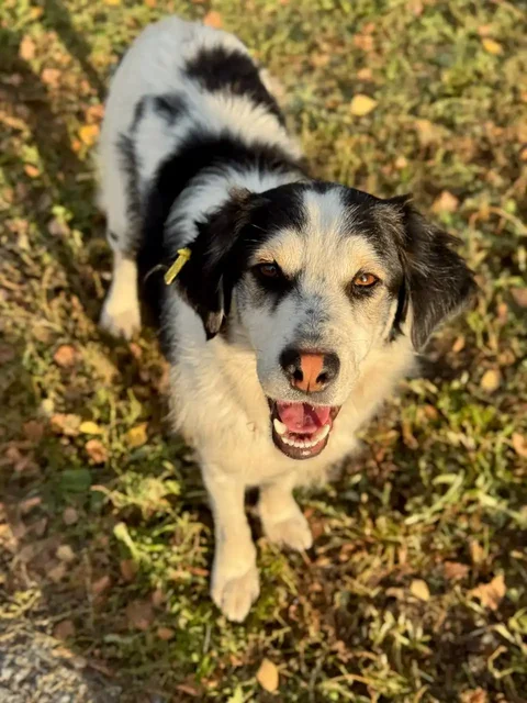 Молодой песик Арчи ищет дом - Животные в Тюмень