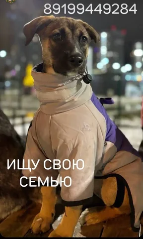 Ищу дом для щенка 4 месяца - Животные в Тюмень