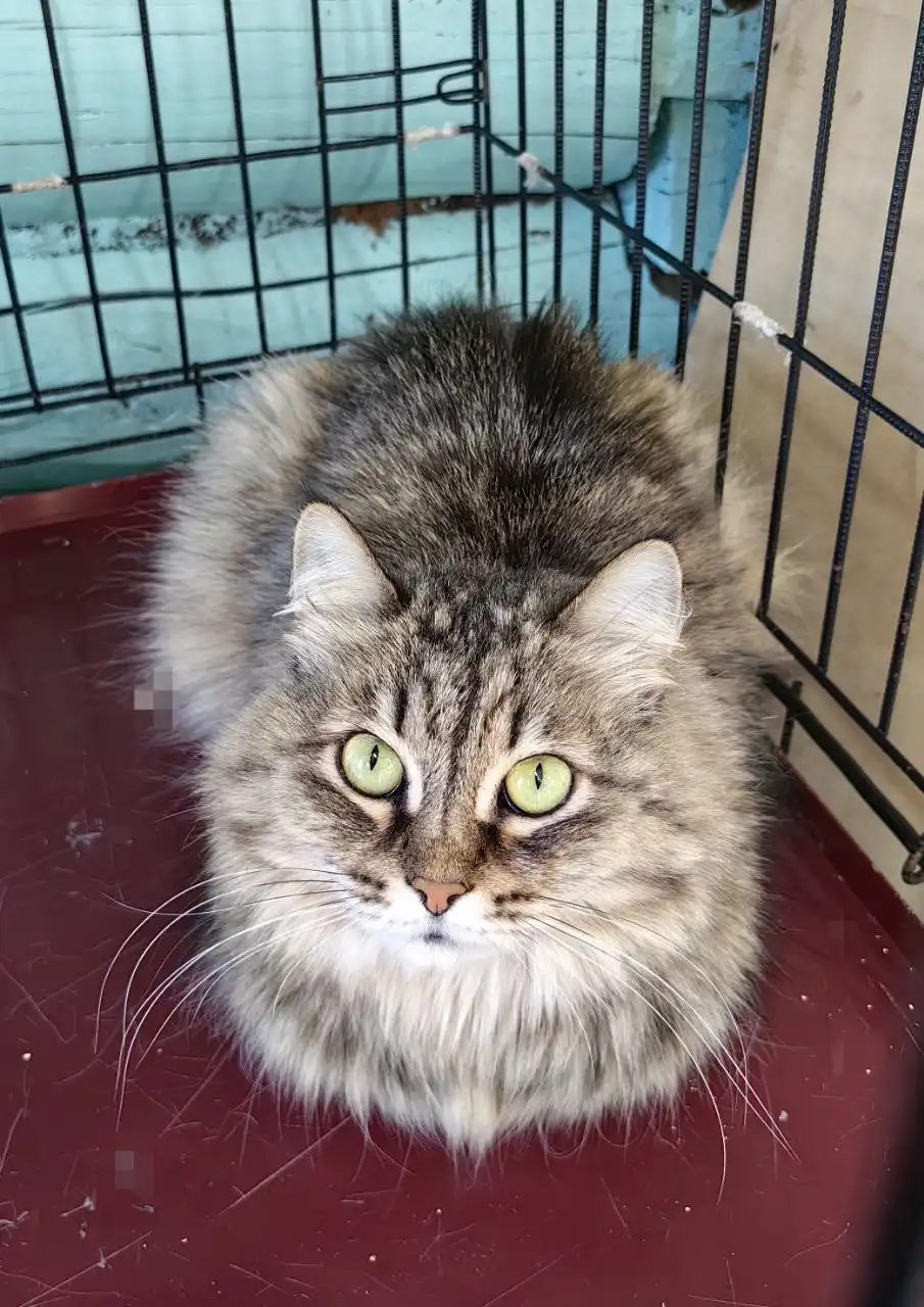 Ласковая, здоровая, стерелизованая девочка