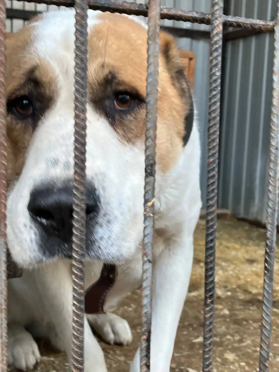 Молодой кобель алабая для семьи