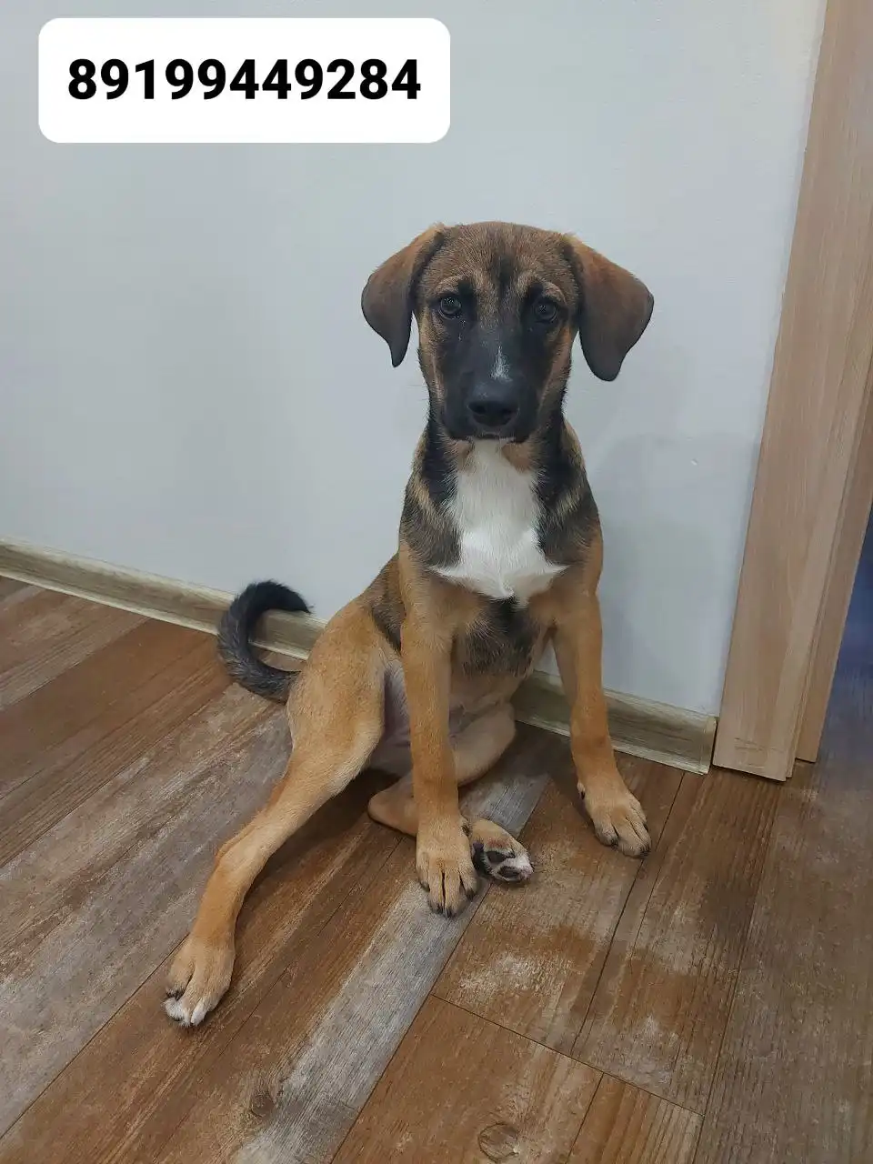 Девочка, 4 месяца, ищет дом