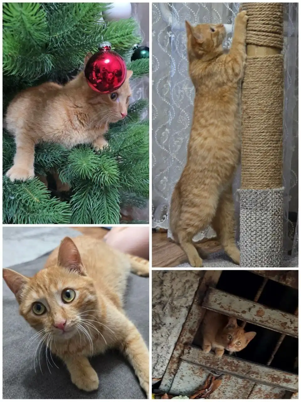 Щенок Лёва ищет дом