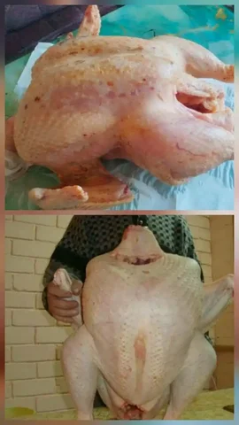 Продажа домашней индейки и индюка в Тюмени - частное объявление в Тюмень