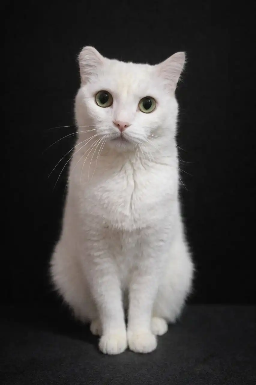 Найдена ласковая кошка Эльза