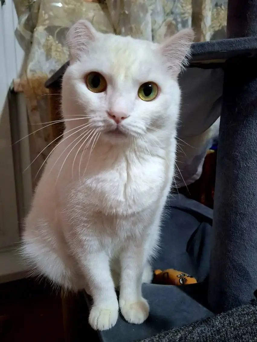 Найдена ласковая кошка Эльза