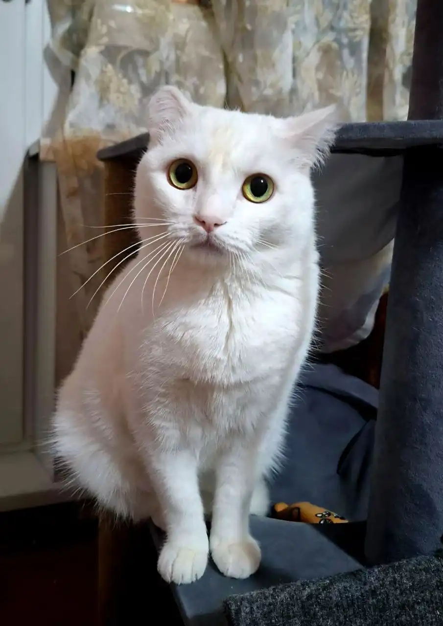 Найдена ласковая кошка Эльза