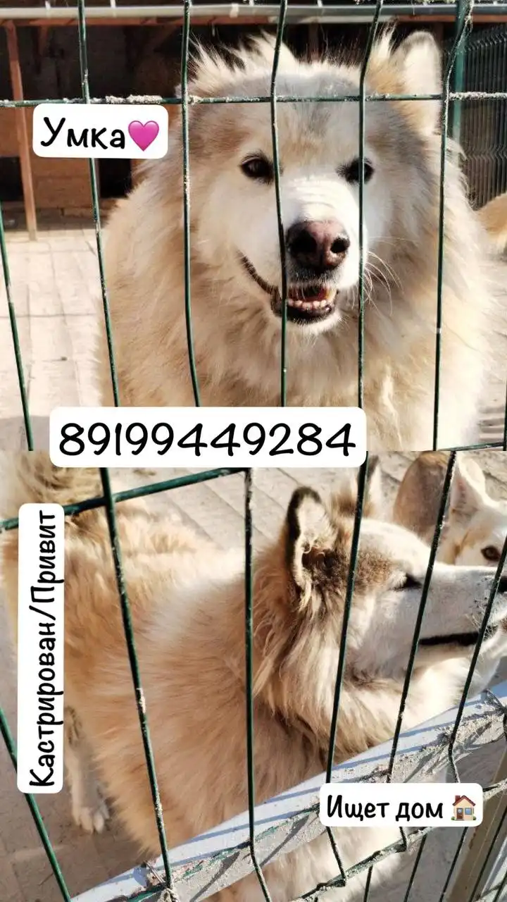 Кобель Умка в поисках хозяина