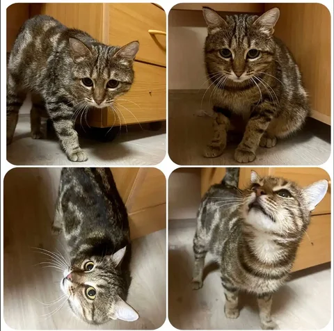 Кошка ищет дом - частное объявление в Тюмень