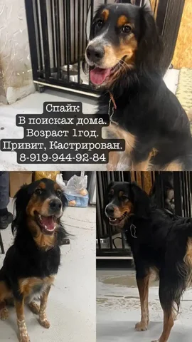 Предложение взять собаку из приюта - частное объявление в Тюмень