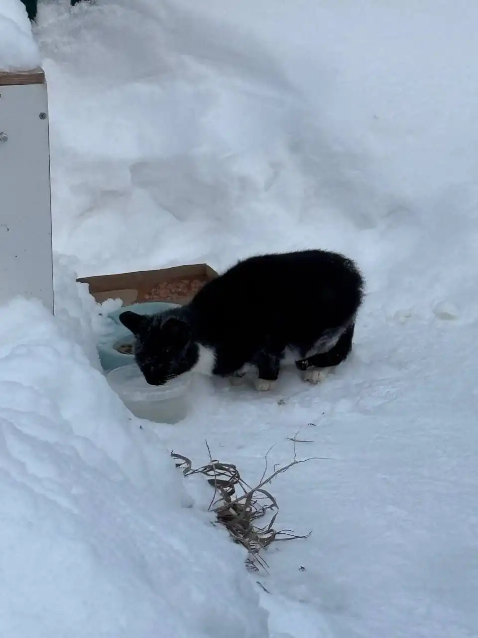 Спасение котика на улице в Тюмени