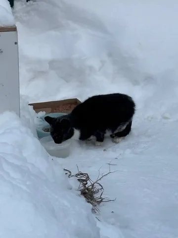 Спасение котика на улице в Тюмени - частное объявление в Тюмень