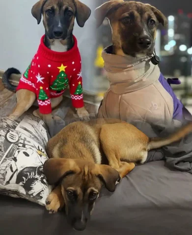 Ищу дом для собаки Джесси - частное объявление в Тюмень