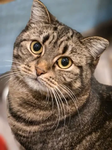 Кошка Жади в Тюмени - частное объявление в Тюмень