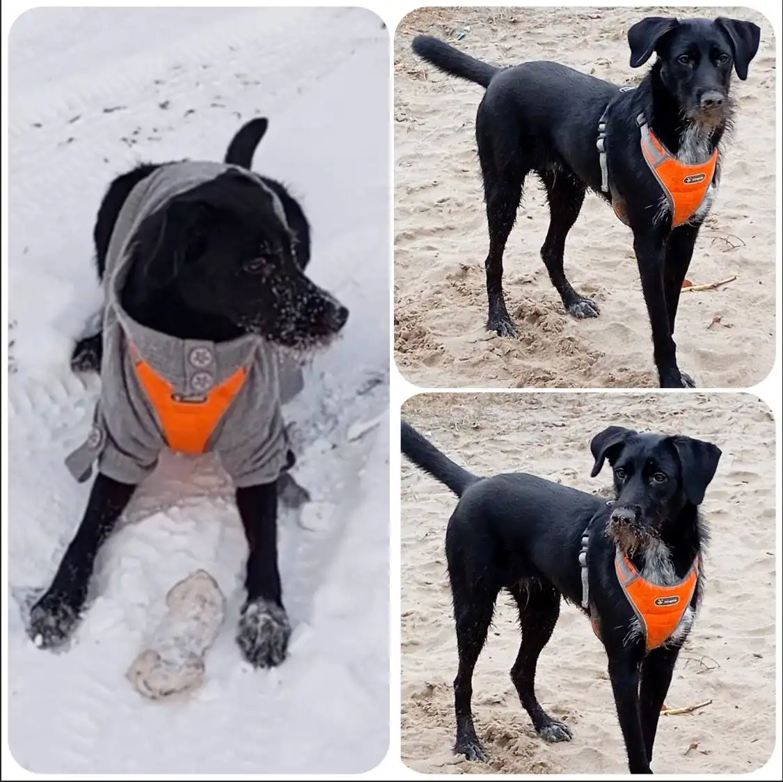 Собака Нюша ищет дом