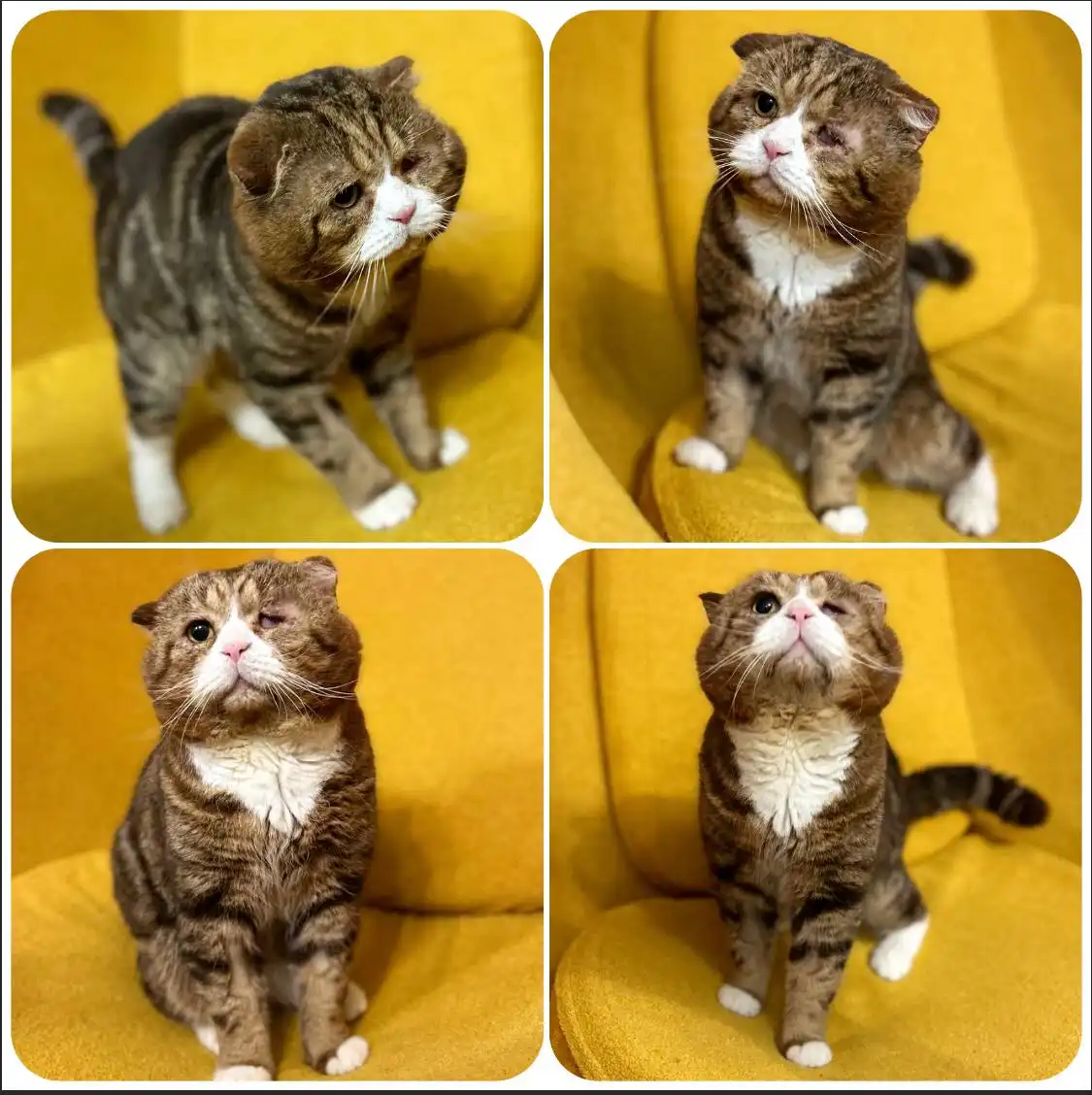 Кот Миша ищет дом