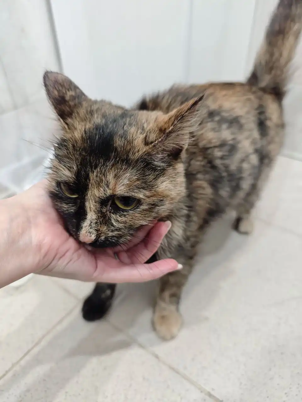 Найдена кошечка в районе Ватутино