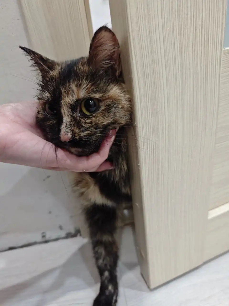 Найдена кошечка в районе Ватутино